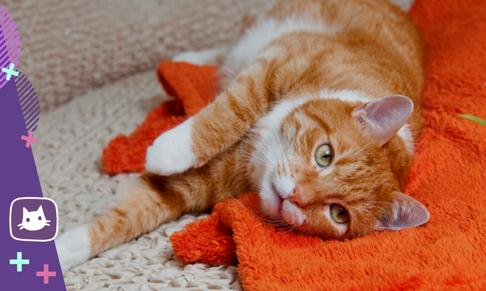 😿От чего у кошки могут случиться судороги | Нос, хвост, лапы | Дзен