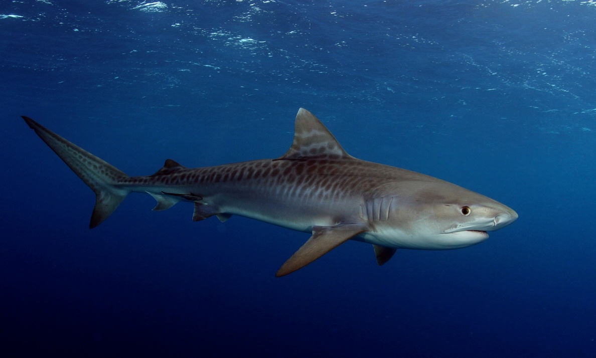 Картинка с интернета. Нашла в поиске.