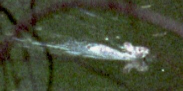 Уплывающий водяной кролик. Увеличенный фрагмент.