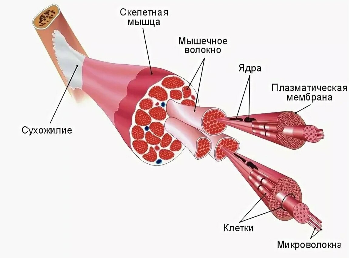 Строение мышцы человека