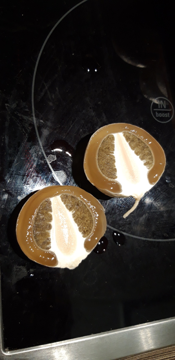 Молодые плодовые тела веселки в разрезе. Слизь веселки называют еще земляным маслом