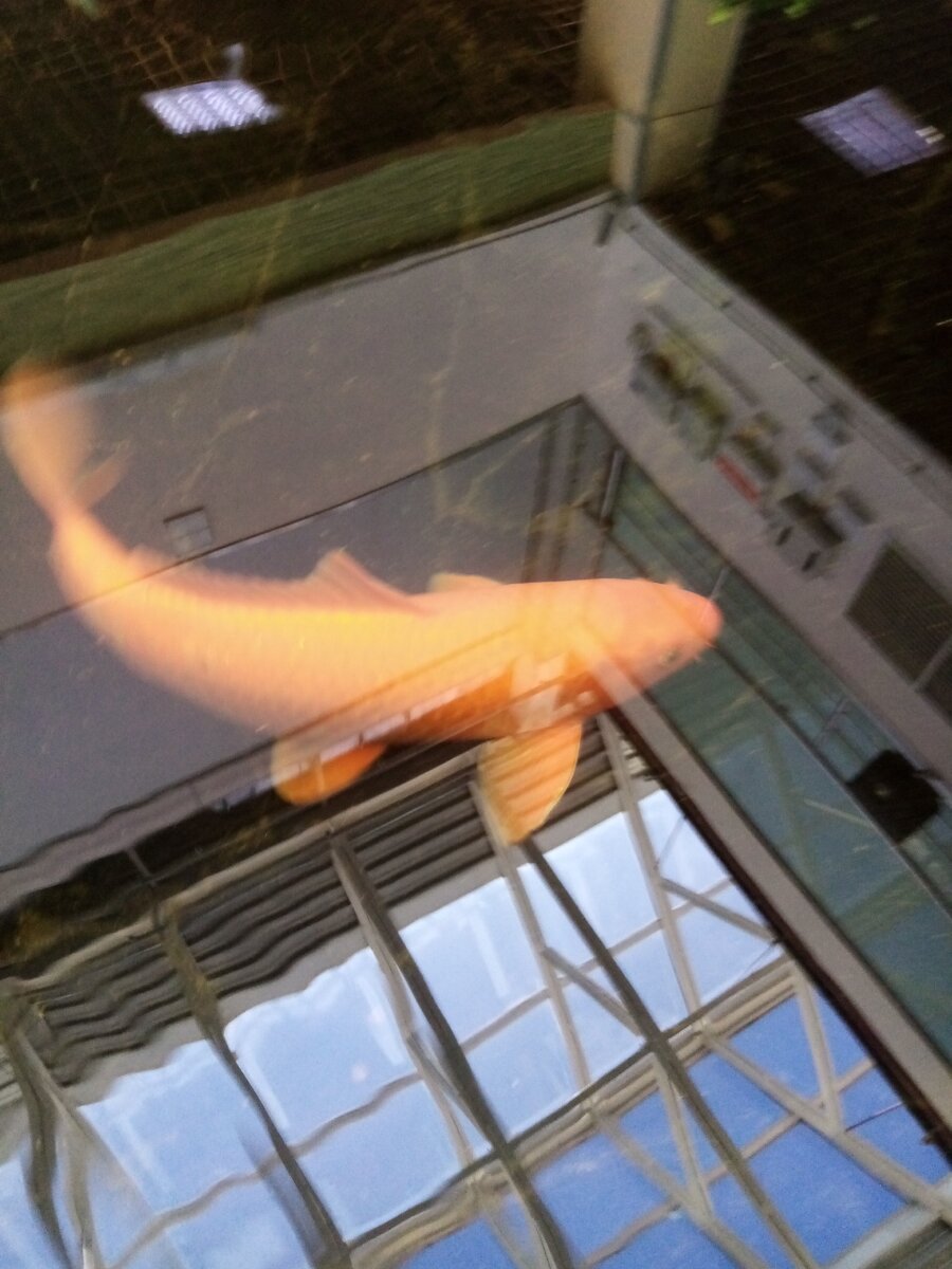 Золотая рыбка, помоги)))