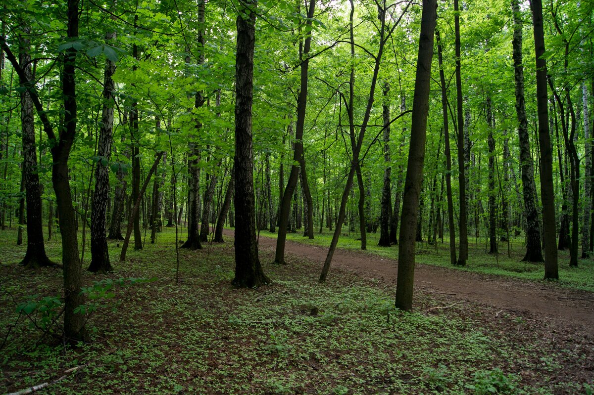 дубрава в парках