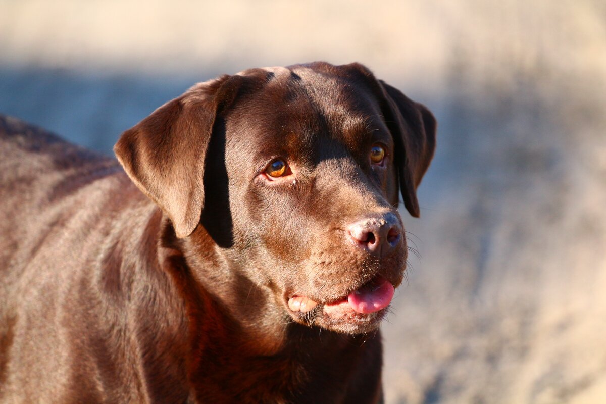 Фото из открытого доступа