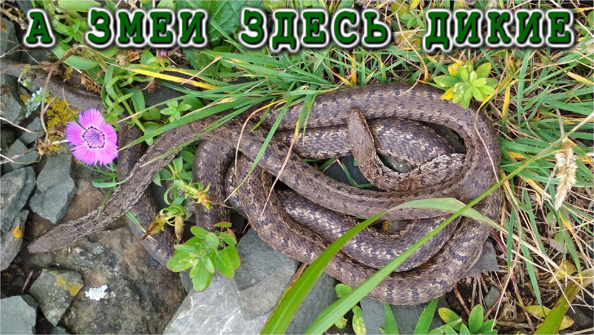 КЛУБОК ЗМЕЙ 
