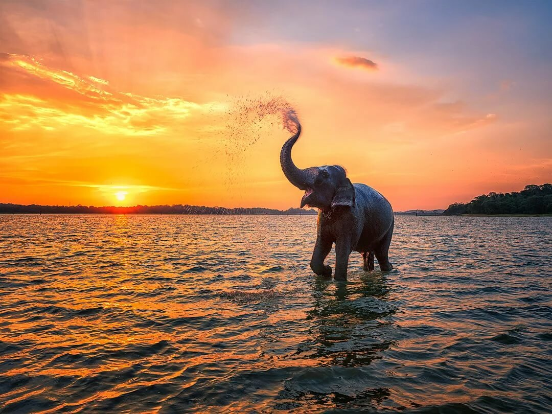 Солнце шри ланки. Шри Ланка слон. Шри Ланка море. Шри Ланка закат. Слон и море Шри Ланка.