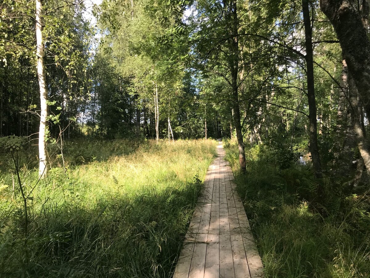 Стенд экологическая тропа в доу фото