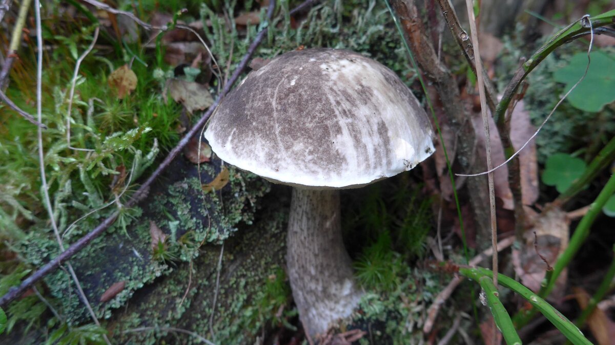 Подберезовик разноцветный (Leccinum variicolor)