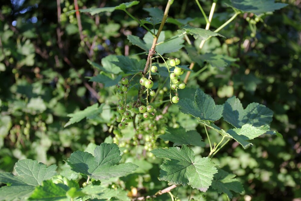 Любэ где смородина растет. Ампелопсис. Ampelopsis glandulosa. Ampelopsis japonica. Ампелопсис (виноградованик).