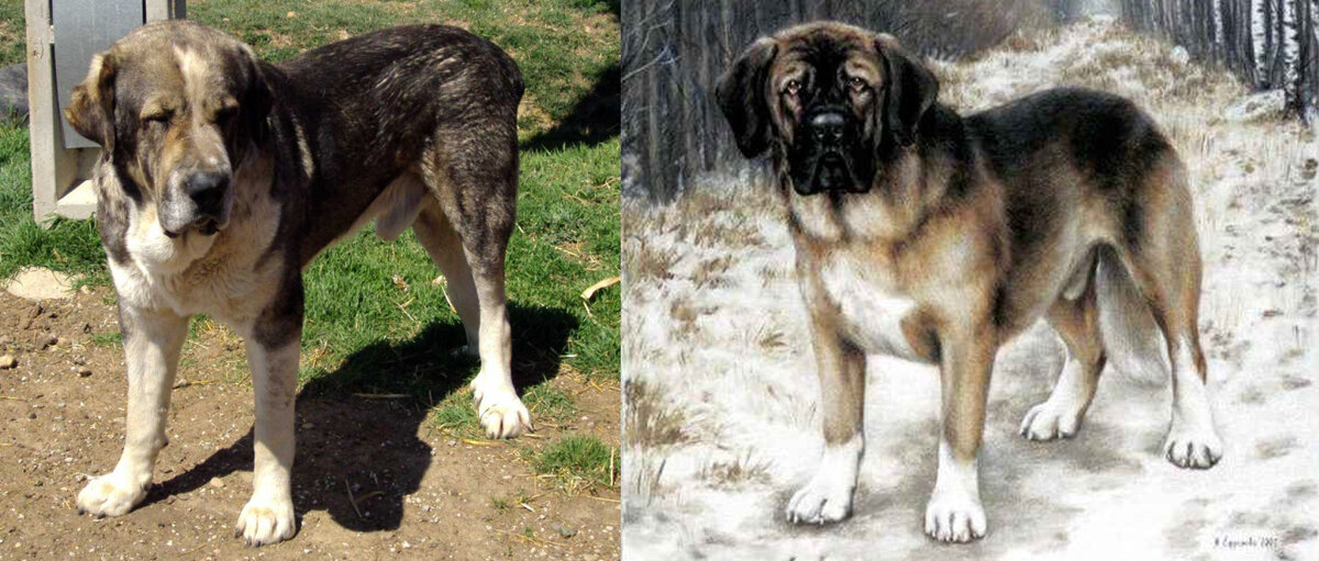 Слева - современный испанский мастиф питомника de Abelgas. Справа - меделян, рисунок Марины Ефремовой, представление художницы