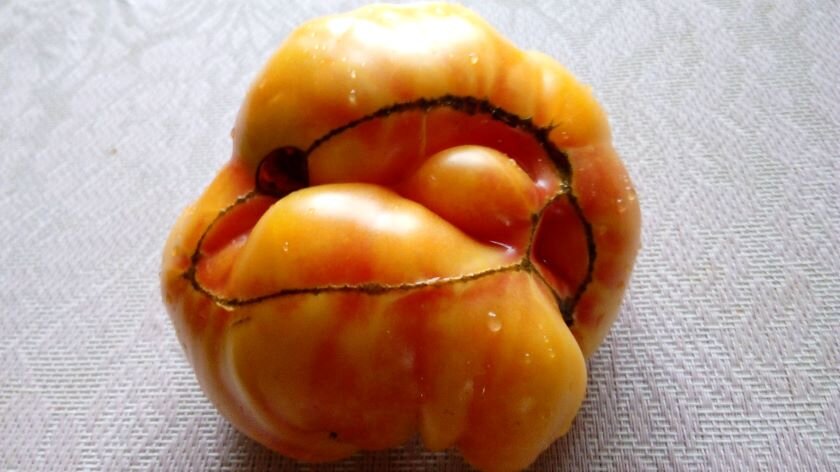 Помидор из махрового цветка. Фото автора