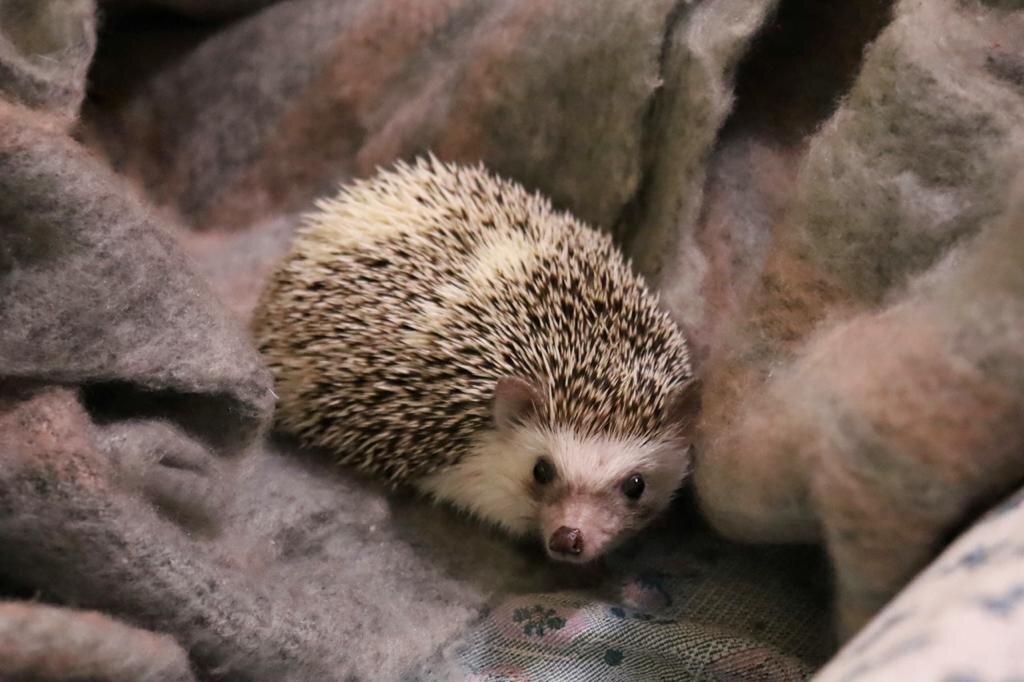 Для содержания ежа необходимо иметь следующие вещи: Клетка
Можно использовать обычную клетку для морских свинок, декоративных кроликов и т. п. или пластиковый террариум для грызунов.