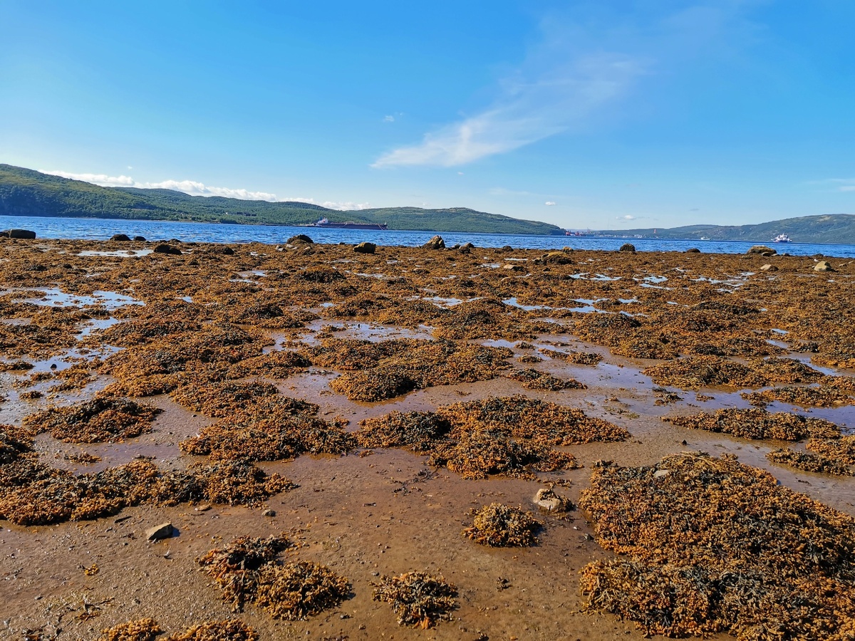 Отлив залива 