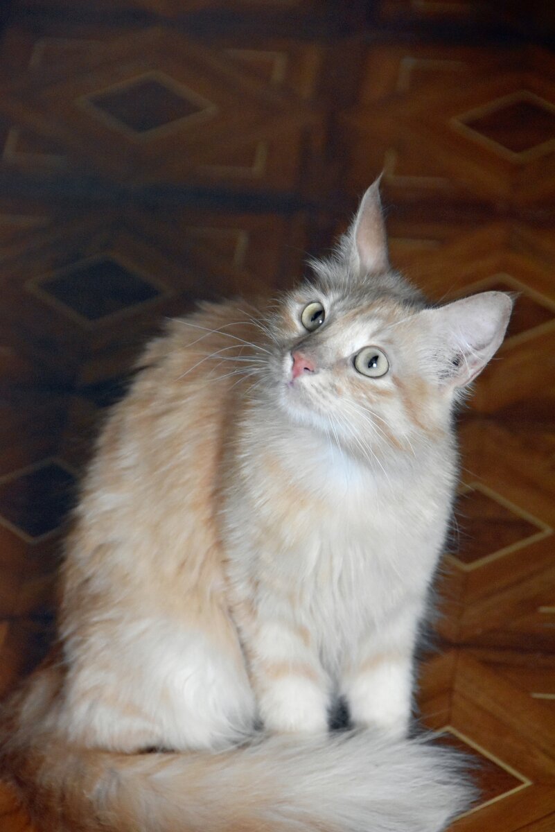 Сонечка