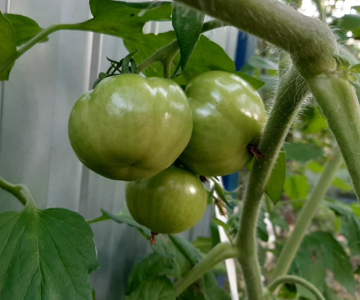 Помидорки для плавного перехода к основной теме статьи