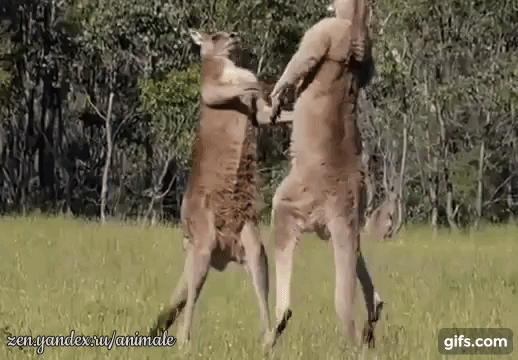 кунг-фу кенгуру