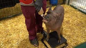 Свинья Дорати