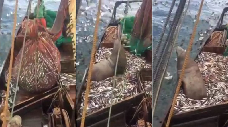 Российские моряки как-то выловили с рыбой морского льва