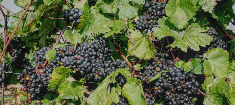 Сорт винограда Блауфранкиш 