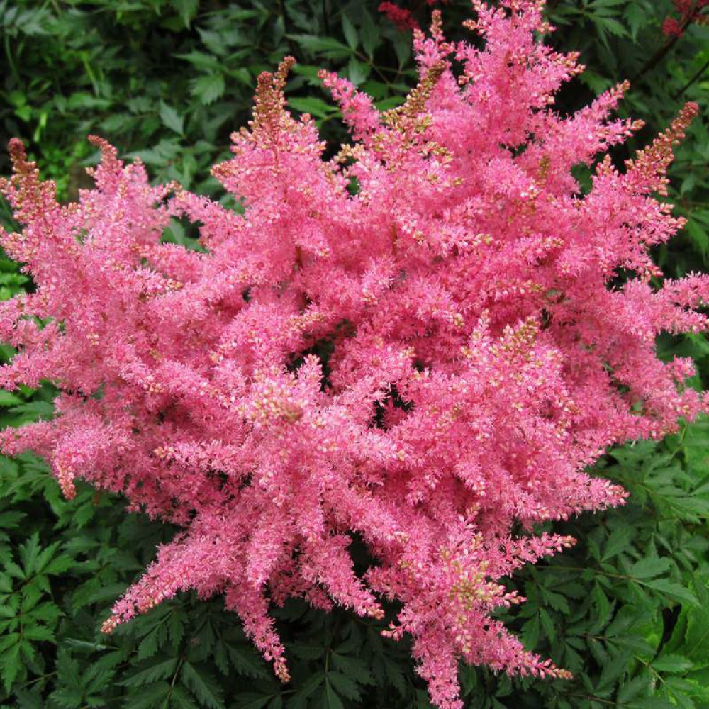 Фото не мое, Из свободного доступа сети Интернет