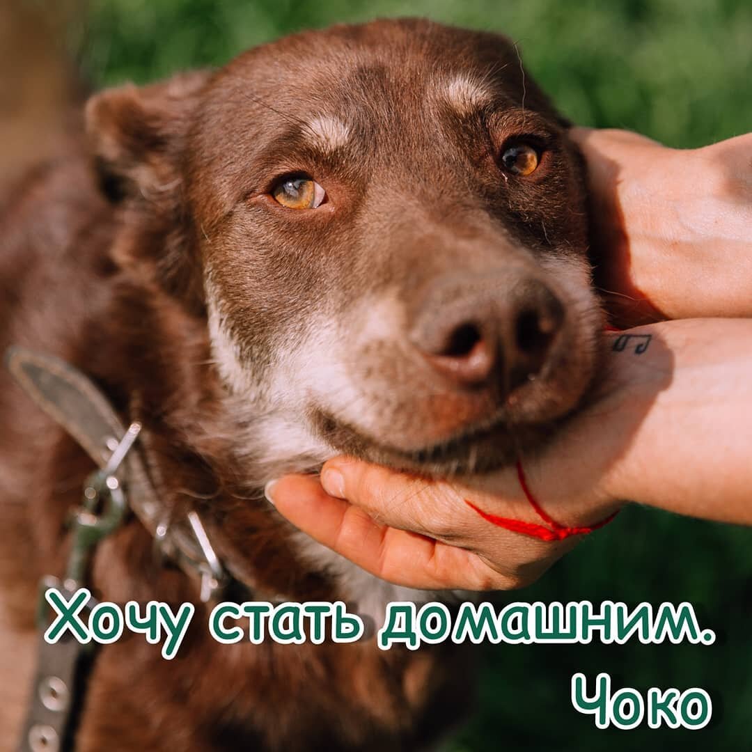 Чоко. 🐾Год рождения-2018.
🐾Характер-дружелюбный, спокойный, стеснительный, человеко-ориентированный, не навязчивый. Отлично с детьми, взрослыми, сородичами, кошками. Хорошо ездит в машине. Идеально подойдёт в любую семью-от путешественников до домоседов. Приучен к поводку. Социализирован. Знает команды. Легко обучаем.
🐾Шерсть-короткая.
🐾Рост-средний.
🐾Здоров, привит, кастрирован.