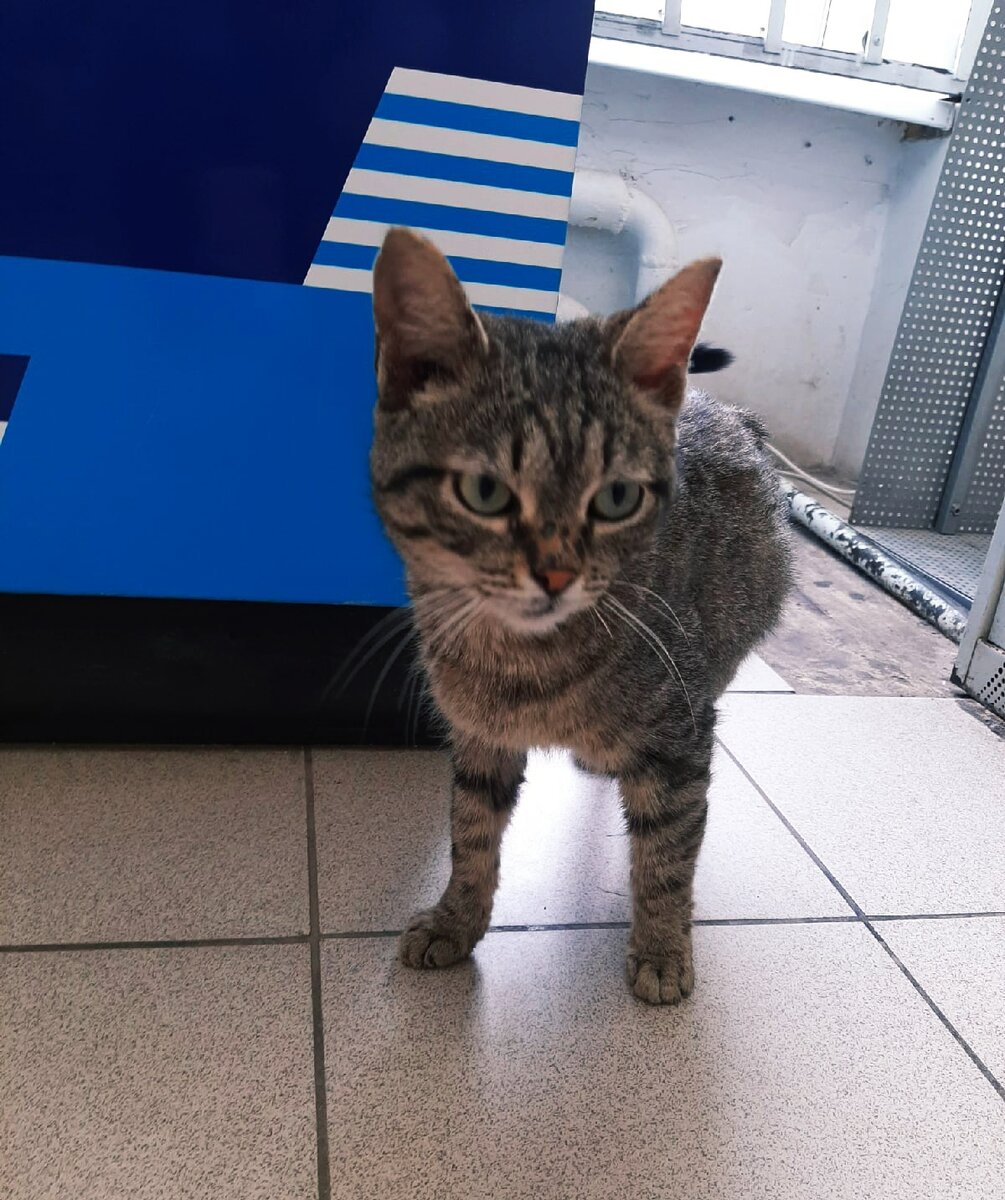 Вы не знаете, где мой дом?