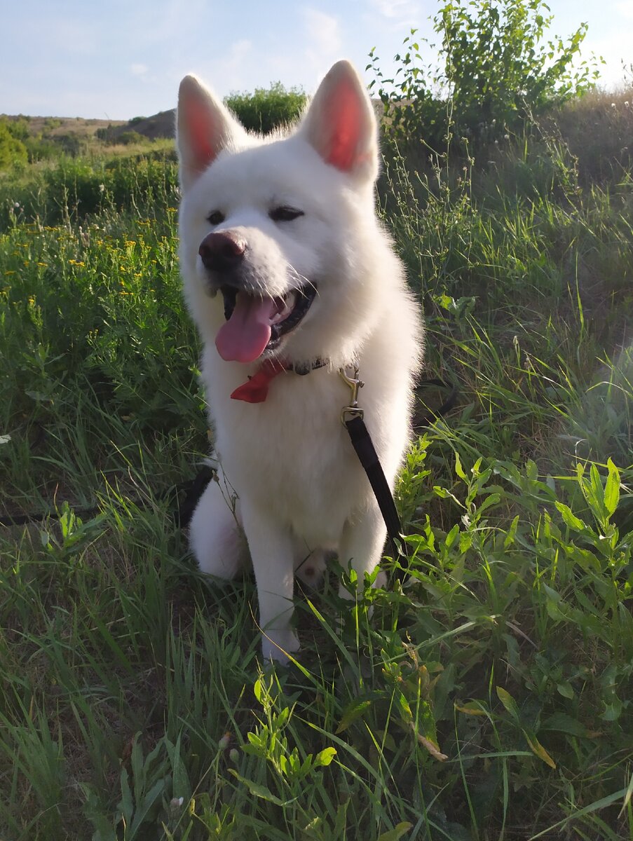 Вот он, возмутитель общественного мнения и психики. Собака-убивака собственной персоной.