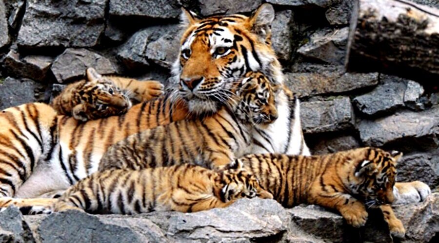 Тигрица с малышами...