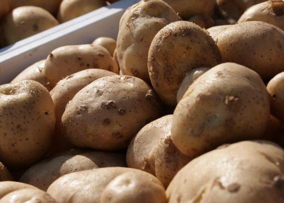 Какой урожай картошки. Картофель. Сбор картофеля. Урожай картошки. Картошка импорт.