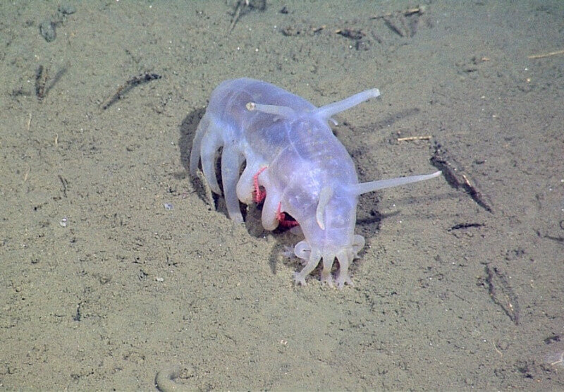 С одной стороны странно, что это назвали свиньей, но с другой стороны такое ощущение, будто попали в самую точку.