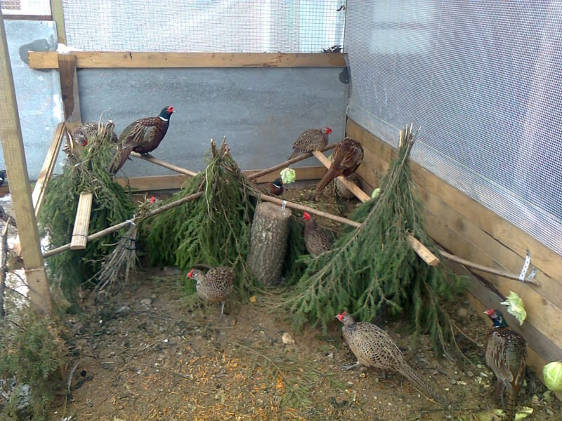 Разведение фазанов в домашних условиях