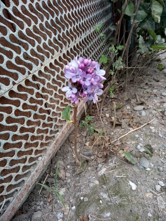 Возле соседского двора.