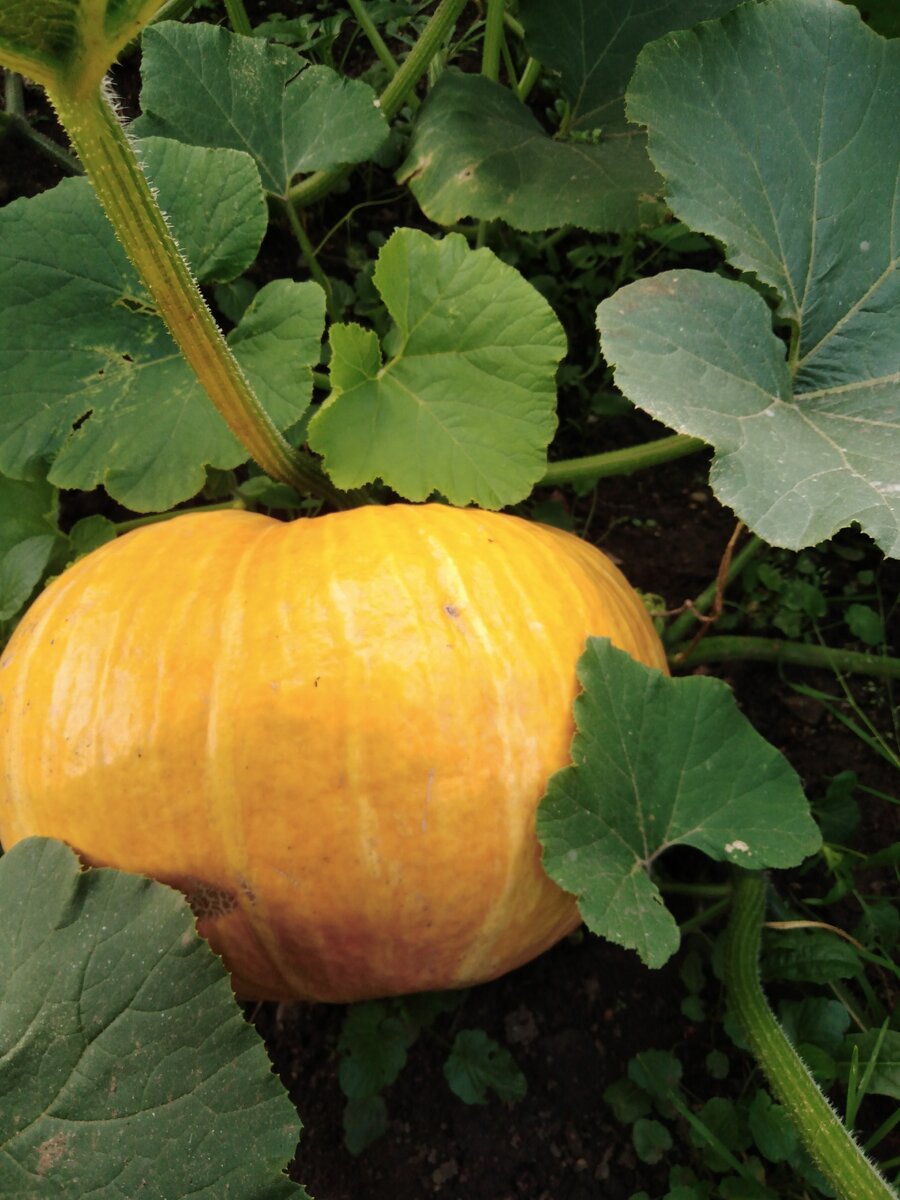 Ставьте "лайки" и подписывайтесь на мой канал!