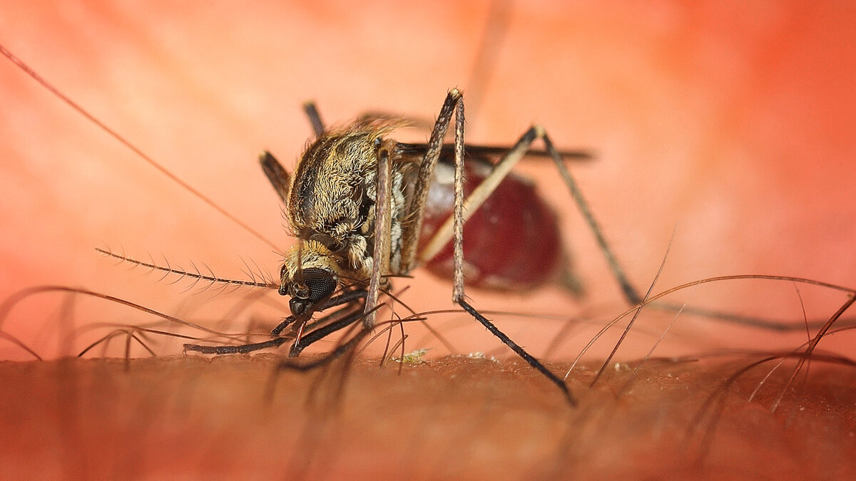 Комар Aedes aegypti