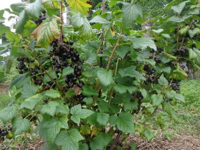 кусты требуют надлежащего ухода.