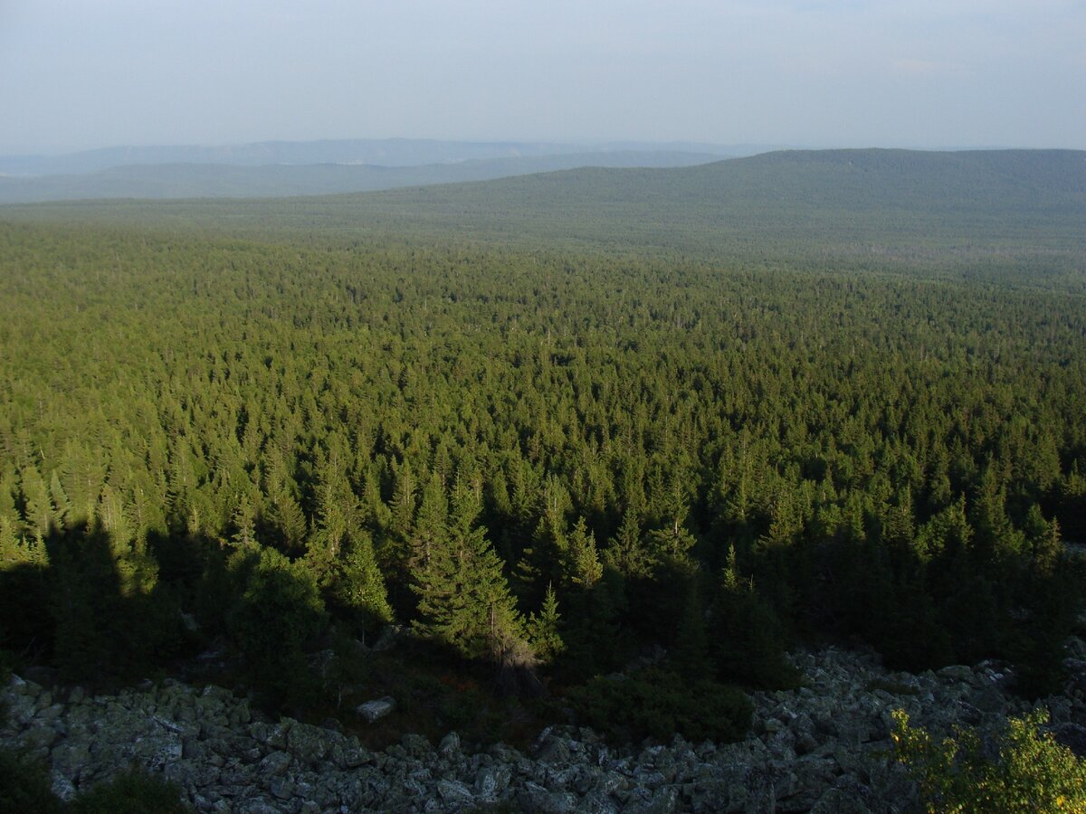 Ельник на Ольхоне