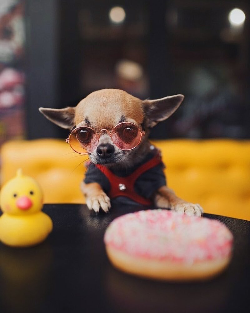 Чихуахуа фото из инстаграмм