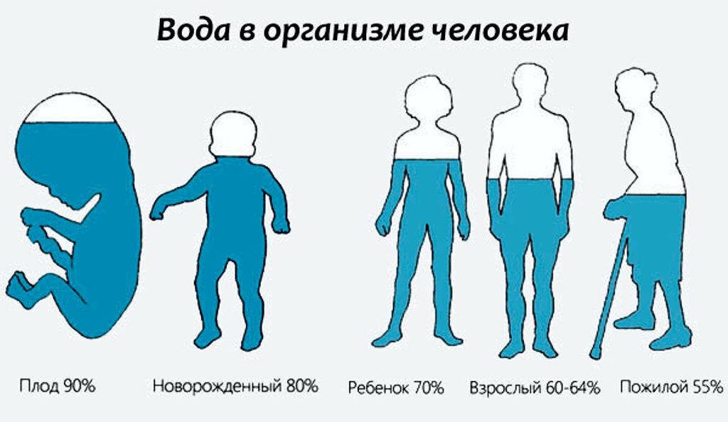 Процент содержания воды в человеке в зависимости от возраста