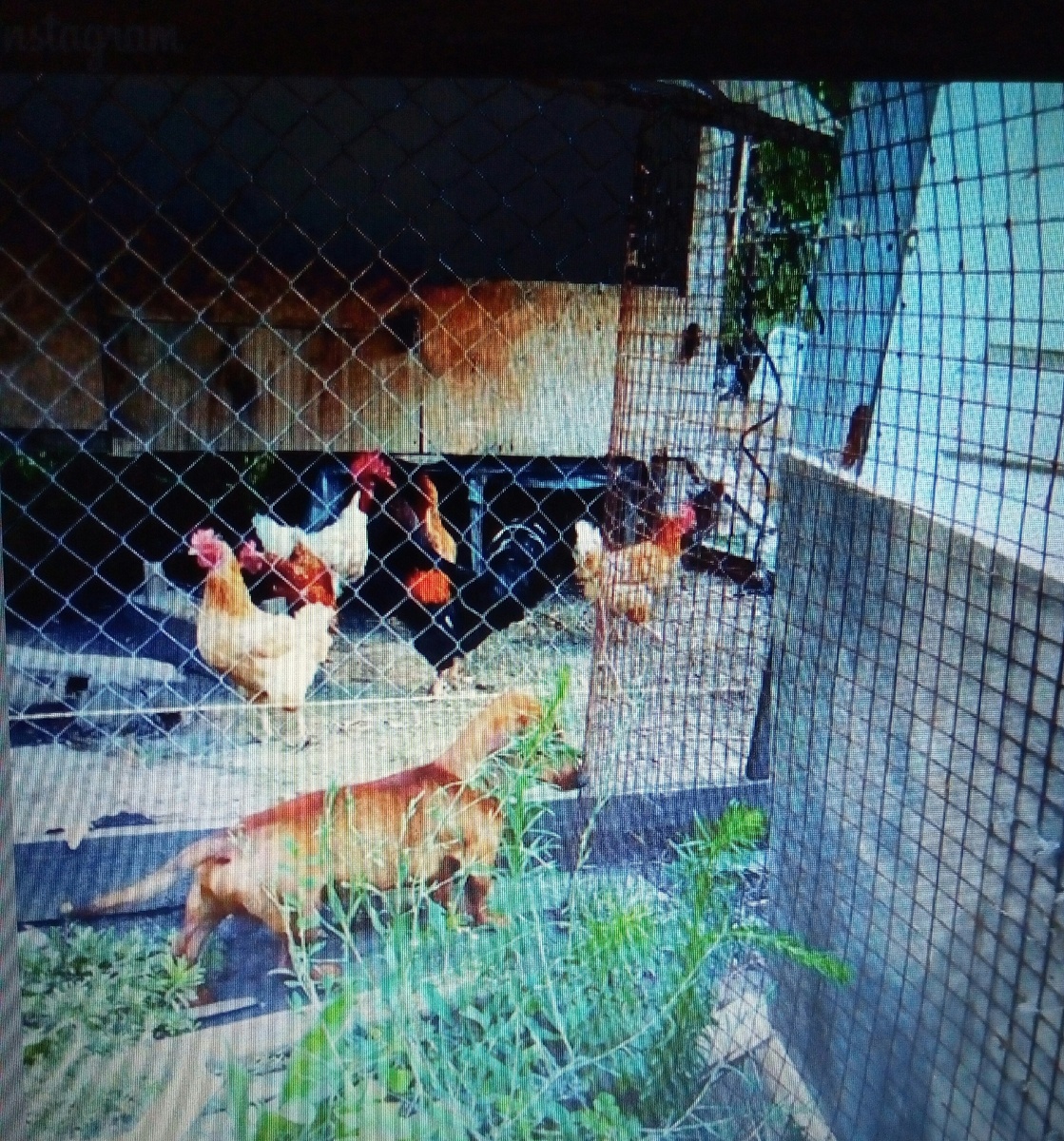 Сегодня,с утра,у меня было задание _ пасти курочек.После дождей во дворе появилась молодая травка, подорожники свежие,и родители огородили сеткой выход из курятника,сделали выпас.Интересно едят куры,я бы сразу этот лист в рот,а они,по_чучуть,долго едят.Еще они любят копать,как и я, мне нравится ,что есть общее между курами и таксом )))) прям,загадка получилась,но Вы же знаете ответ,вот ,можете пошутить над друзьями ) Курочки  едят каких_то червяков из земли🙈ужас ужасный,они гребут костлявой лапой и вытяяягииивают червя, пока одна тянет,другая,которая наглая,может его вырвать и убежать с ним,это смешно и ужасно одновременно и лучше не вникать в эту пищевую цепь. Увидел я еще трех толстых кур,которые сидели в каких_то ящичках и не вставали к траве, Мама_Катя  рассказала мне,что это наседки и у них будут скоро детки_цыпленки 🐣🐤🐥 и они не толстые куры,а .....нахохленные! Слово то какое !Видели бы Вы их лица....нахохленные))) Беллочка не пасла кур, она лежала на своем диване,на веранде и наблюдала за спокойным днем. И еще, теперь это моя забота _ следить за птицей,потому,что до этого следила за ними Беляш. Но она на диване) Куры любят свежую воду,Мама приносит в ведерке водичку и наливает с невысокий тазик,было очень жарко и куры,кто бы подумал,я слышал,что это глупая птица, заходили в воду и стояли куриными ногами,их две у них, в тазу,остывая. Я не помещаюсь своими таксовыми лапами в миску с водой,когда жарко _ родители стелят мне мокрое полотенчико на пол и я лежу на нем,а Белле поливают шлангом ее огромный вольер и ее поливают, и она без задних и передних лап дрыхнет у себя,похрапывая,на сквознячке. А кошки не реагируют на кур и петухов и не наблюдают за ними совсем,проходят спокойно мимо, хотя любят яичко с молоком,взбитое. Ну что ж....хозяйство!И куча дел у такса!