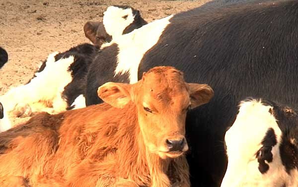Родильный парез у коров