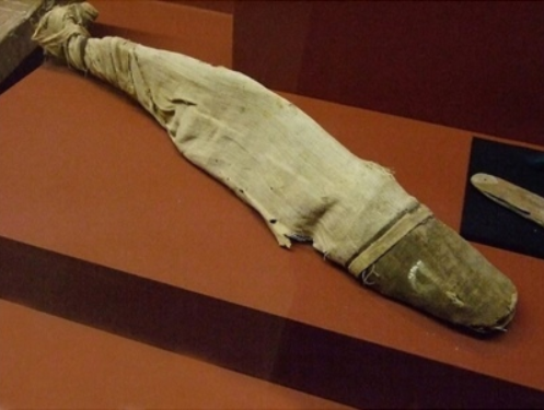 Рисунок 1 — Нильский сом 