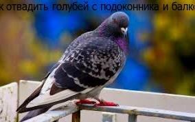 Как отвадить голубей с подоконника