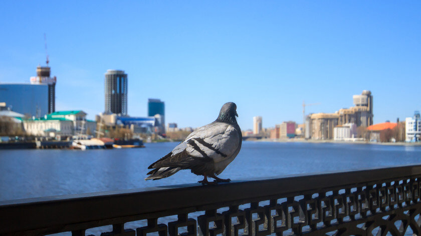 Поделиться:

Остров в дурманеУгорь-индикаторНе только Темза


Британские СМИ опубликовали шокирующие результаты химических исследований, выявивших серьезную концентрацию кокаина в Темзе. Изменение состава воды уже активно влияет на поведение речных обитателей. Между тем о проникновении наркотиков и их составляющих в воды, грунт, флору и фауну ученые говорят уже несколько лет. К каким экологическим катастрофам может привести необузданная человеческая жажда удовольствий?
Воды Темзы. Лондон. Фото: Depositphotos

Остров в дурмане

Сегодня химики и биологи со всего света строят прогнозы о том, как может измениться природа и разнообразие ее обитателей в связи с загрязнением окружающей среды наркотиками. Как раз в рамках одного из таких исследований специалисты Королевского колледжа Лондона анализировали пробы сточных вод в период обильного выпадения осадков.
Гиперактивность угрей, тех, что пока еще водятся в Темзе, стала следствием присутствия в главной реке Лондона кокаина.

Ученые замеряли количество наркотических веществ в воде в течение 24 часов. Примечательно, что время суток почти не влияло на концентрацию запрещенных препаратов. Иными словами, Лондон, как и большинство мегаполисов, никогда не спит, а наркоманы вместе с ним, делают вывод химики. Вещества в сточные воды попадают вместе с их мочой, считают ученые.

Очистные сооружения способны фильтровать воду и снижать концентрацию наркотика в канализации, но во время обильного выпадения осадков часть неочищенной воды неизбежно попадает в главную водную артерию британской столицы, чем и вызван повышенный уровень «наркотизации» Темзы.

Угорь-индикатор

Еще во время прошлогодних исследований ученые выявили связь между гиперактивным поведением угря и присутствием в воде наркотиков. Биохимики считают, что рыба восприимчива к наркотикам куда больше человека. Коллеги британцев из Неаполитанского университета имени Фридриха II ранее наблюдали за этим видом рыб в воде с небольшим содержанием кокаина — выяснилось, что угри стали не только вести себя активнее, вещество накапливалось у них в мозгу, мышцах, жабрах и коже, пишет Independent.
Стоит уточнить, что итальянцы все-таки использовали в своем эксперименте значительно большее количество кокаина, чем обнаруженное в британской реке.
Ловля угря. Фото: Depositphotos

Впрочем, нельзя сбрасывать со счетов и еще один источник возбуждения рыбы, считают ученые, — кофеин, концентрация которого в сточной воде оказалась просто запредельной.

К слову, угорь в Темзе находится на грани исчезновения.
И тем не менее вовсе не кофеин представляет главную угрозу для биоорганизмов, а препараты так называемой группы А. Согласно британской классификации наркотиков и сильнодействующих препаратов, к группе А, представляющей наибольшую опасность для здоровья человека, относятся героин, кокаин, метадон, ЛСД, вещества амфетаминового ряда и другие «тяжелые» наркотики.

Лондон в плане незаконного оборота наркотиков снискал дурную славу за последние несколько лет. По данным независимого исследовательского центра Global Drag Survey, с развитием мессенджеров и других анонимных средств связи сократились сроки доставки лекарственных препаратов и наркотиков до адресатов больше чем когда-либо в истории Великобритании. Эксперты констатировали, что в Лондоне доставка кокаина осуществляется быстрее, чем доставка пиццы.
Помимо вымирания угрей, экологов волнует и состояние здоровья человека. Первый раз о следах наркотиков в лондонском водопроводе заговорили еще пять лет назад. Тогда исследователи заверили общественность, что присутствие ничтожно и не представляет угрозы. И тем не менее экспертиза стала поводом задуматься над потреблением кокаина в королевстве. По данным статистики на 2014 год наркотик ежедневно принимали 180 тыс. человек, еще 700 тыс. делали это время от времени. Следы нашли на всех исследованных денежных купюрах, в туалетных кабинах палаты общин и в большинстве учебных заведений.
Фото: Depositphotos

Если бы только Темза

Европу и Азию кокаином активно снабжают дилеры из Центральной и Южной Америки. Колумбия стала лидером по производству элитного наркотика, объем поставок которого в 2016 году достиг своего максимума — 1410 т, говорится в докладе Управления по наркотикам и преступности ООН. Любопытно, что заметно вырос спрос на наркотик в странах Азии и Африки. Именно бешеный рост производства всех видов наркотиков — отличительная черта современности. Тысячетонные объемы сильнодействующих веществ не могут бесследно исчезнуть на планете, даже пройдя в качестве фильтра через человеческие почки и печень.
Лондонские исследователи наглядно продемонстрировали правоту своих коллег из Университета Южной Африки (Unisa), проводивших серию опытов летом 2017 года. Химики обнаружили следы героина, кокаина, других наркотических веществ, синтетических психотропных препаратов, гормональных препаратов и антибиотиков в сточных водах на водоочистном сооружении в провинции Гаутенг (провинция в ЮАР), пишет pravda.ru.
Они выяснили, что загрязненная вода поступала в речную систему со скотобоен, из госпиталей, небольших общин, заводов, рыбных и сельскохозяйственных ферм, а затем попадала в водоочистные сооружения.
Берега Темзы. Фото: Depositphotos

Технология очистки воды сегодня не предусматривает фильтрацию от подобных веществ. С этим ученые связали ухудшение здоровья местного населения.

Самое страшное, что это не какой-то уникальный случай. Упомянутый эксперимент — продолжение другого опыта ученых, на сей раз в Претории (ЮАР). Следы всё тех же наркотических препаратов ученые находили на очистных сооружениях в Нью-Йорке. А в Вашингтоне исследователи даже наблюдали увеличение концентрации амфетамина в сточных водах у студенческого городка — она совпала с началом сессии. Известны и другие исследования, которые зафиксировали присутствие наркотиков на очистных сооружениях в Европе. В частности, следы кокаина нашли в одной из швейцарских рек, протекающей через дорогие горнолыжные курорты.
Самое сложное в решении проблемы загрязнения воды наркотиками — найти эффективный способ очистки воды в таком огромном количестве, чтобы обеспечить большие города. Ряд ученых считают, что разработка таких технологий и исследования проблемы попросту не интересны правительствам и бизнесу по причине дороговизны.
Кстати, ученые планируют продолжить глобальное исследование следов присутствия наркотиков и других веществ в быту человека. На очереди зубная паста, мыло, дезодоранты, стройматериалы и бытовая химия.
В России скандалы с обнаружением следов наркотиков в водопроводе, равно как и в сточных водах, — редкость.
Пожалуй, самым громкий инцидент такого рода случился в Екатеринбурге весной 2014 года.

Тогда специалисты МУП «Водоканал» установили, что в химическом составе водопроводной воды в микрорайоне Старая Сортировка присутствует наркотическое средство трихлорэтилен. Однако в данном случае исследователи склонялись к тому, что вещество могло попасть в водопровод в результате аварии.
Екатеринбургские водоемы тоже в опасности. Фото: Depositphotos

В 2017 году на 65% увеличился объем изготовления опиума (до 10 500 т). Для примера: это чуть больше, чем вес Эйфелевой башни с бетонным основанием. Такой «прорыв» связан с ростом культивации опийного мака в Афганистане — в стране, по оценкам экспертов, производят около 90% этого вида наркотика на Земле. По сути плантаторам никто не мешает выращивать на грядках мак с целью сбыта. Однако у традиционных наркотиков появились конкуренты, завоевывающие значительные сферы черного рынка, — психоактивные вещества и рецептурные лекарственные препараты