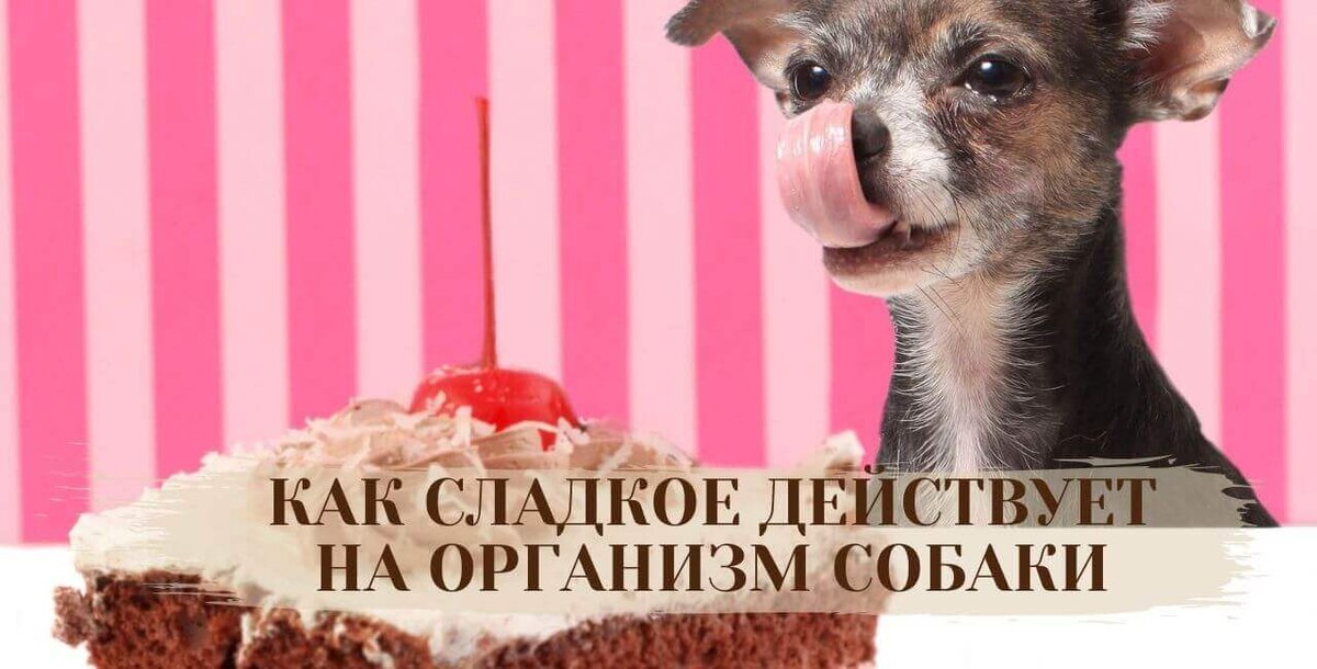 Разрешено ли давать собакам сладкое? Влияние сладкого на здоровье домашних питомцев