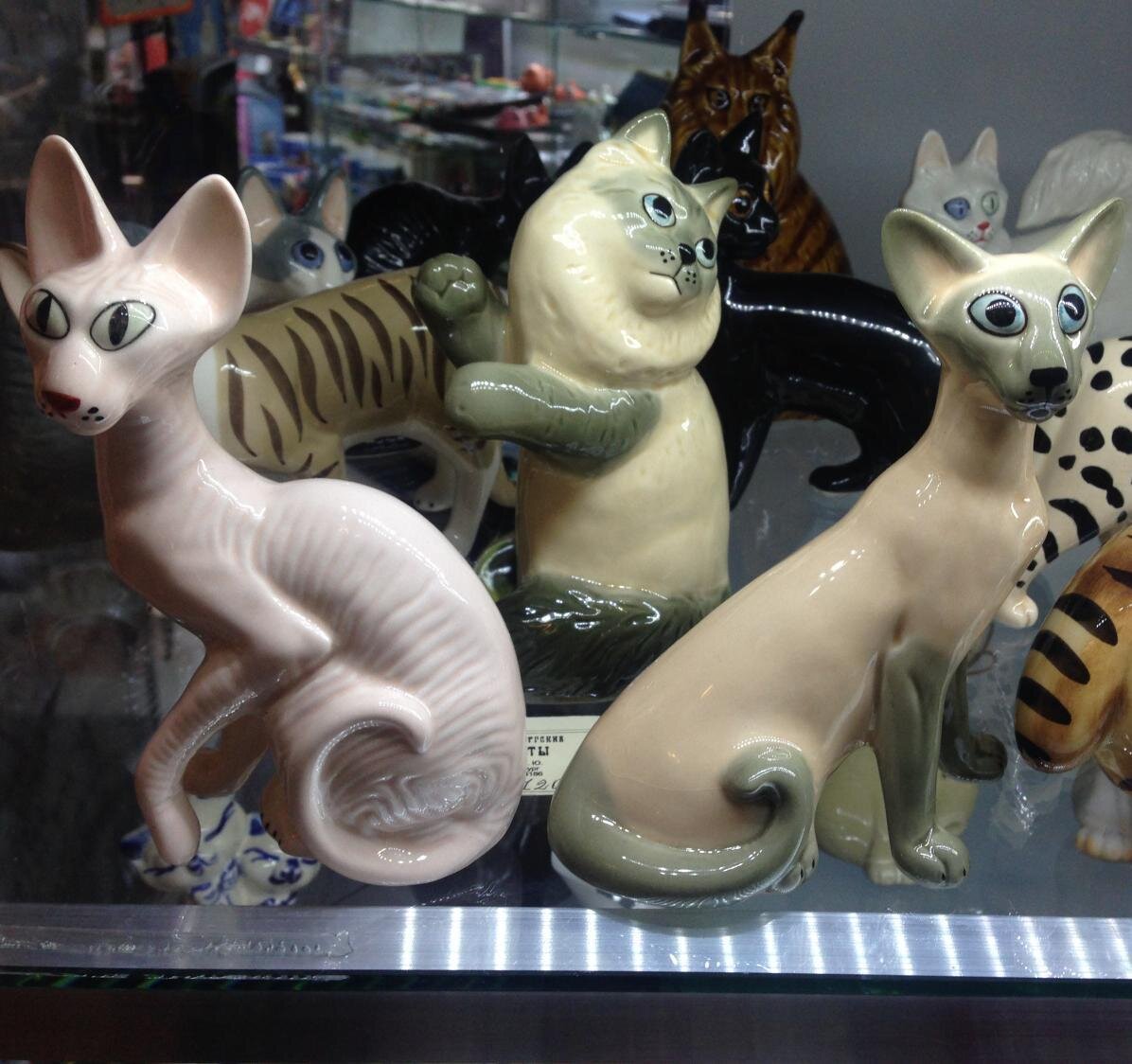 магазин с котами в питере.