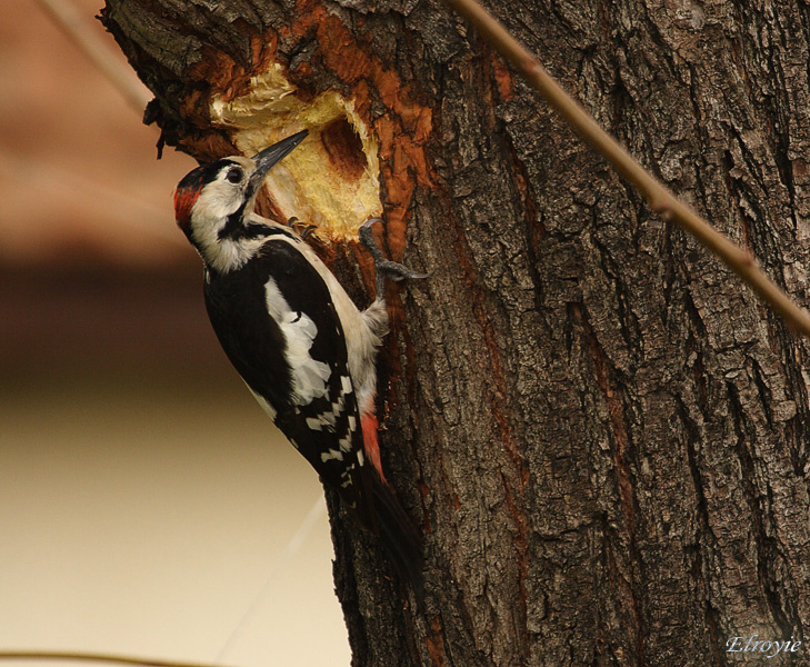 Дятел(деревянный доктор)