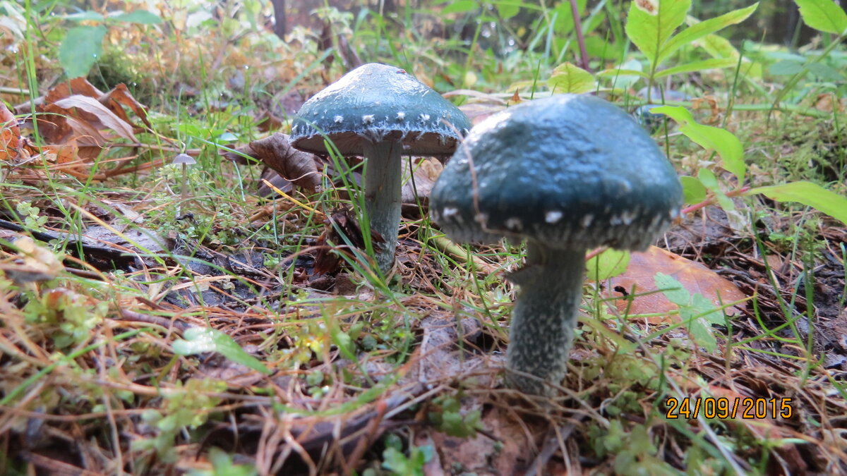 Вареная строфария становится сероватой (если сняли кожицу), иногда с небольшой прозеленью. Пряностей лучше не сыпать, чтобы не забили вкус (строфария сама себе пряность, у нее характерный привкус, чем-то отдаленно напоминающий укроп), только соль. Солить и мариновать не пробовал, не удерживался, сразу жарил)) Федор Ахмелюк