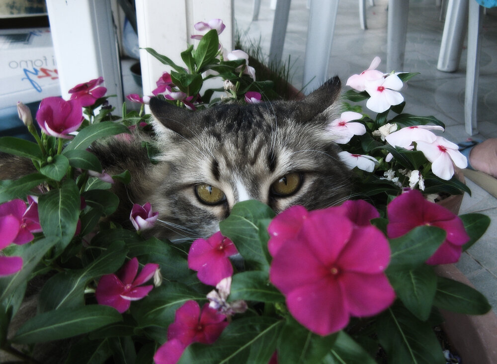 Некоторые комнатные растения опасны для котеек.