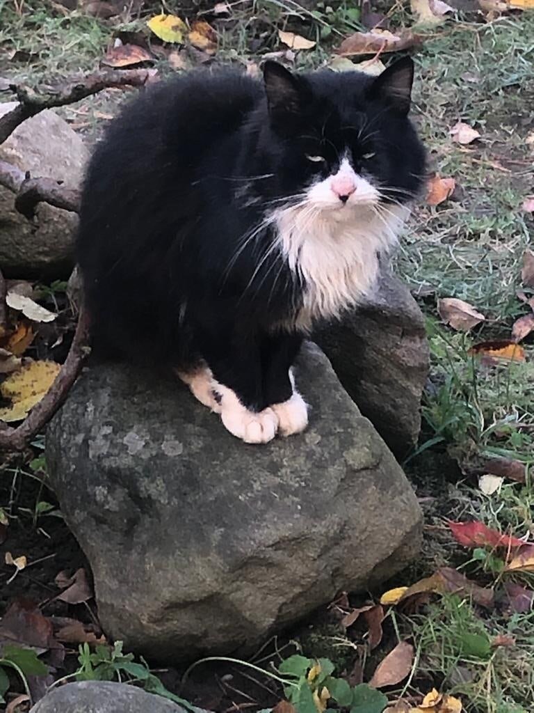 Котик из Питера Марс