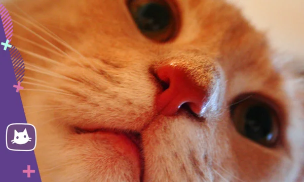 🐱Горячий нос у кошки: нужно ли волноваться | Нос, хвост, лапы | Дзен